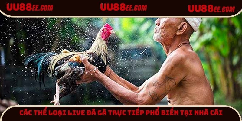 Các thể loại Live đá gà trực tiếp phổ biến tại nhà cái