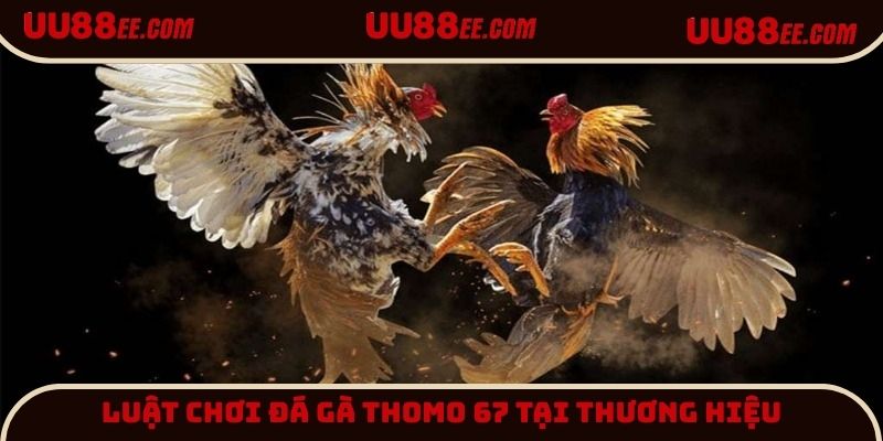Luật chơi đá gà Thomo 67 tại thương hiệu