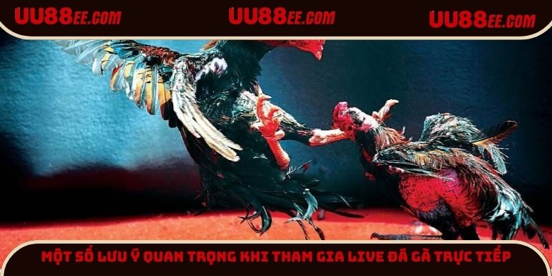 Một số lưu ý quan trọng khi tham gia Live đá gà trực tiếp