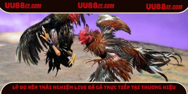 Lý do nên trải nghiệm Live đá gà trực tiếp tại thương hiệu
