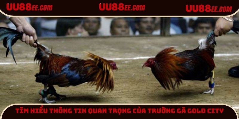 Tìm hiểu thông tin quan trọng của trường gà Gold City