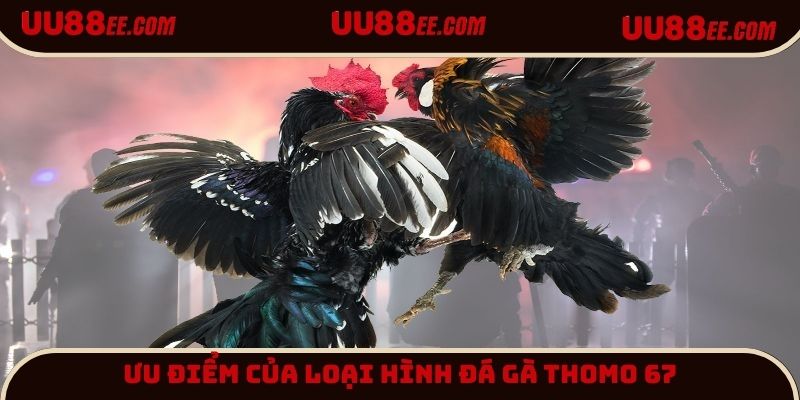 Ưu điểm của loại hình đá gà Thomo 67