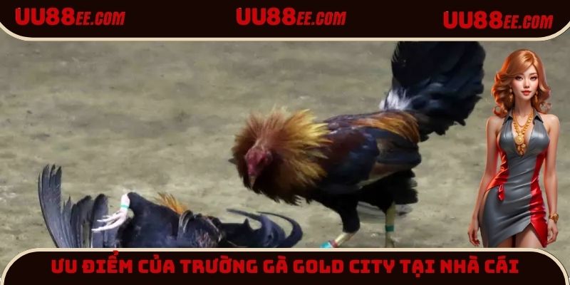 Ưu điểm của trường gà Gold City tại nhà cái